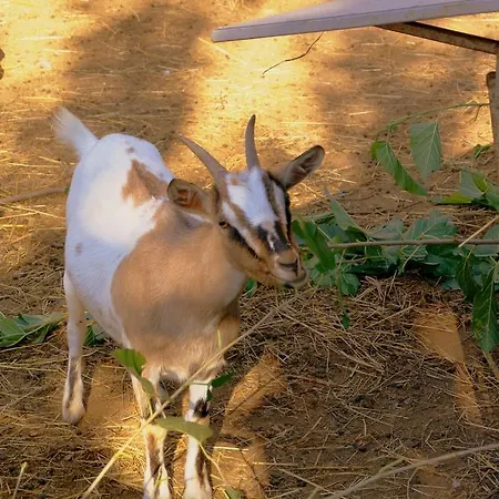 דירה Zio Stefy צ'יטדלה