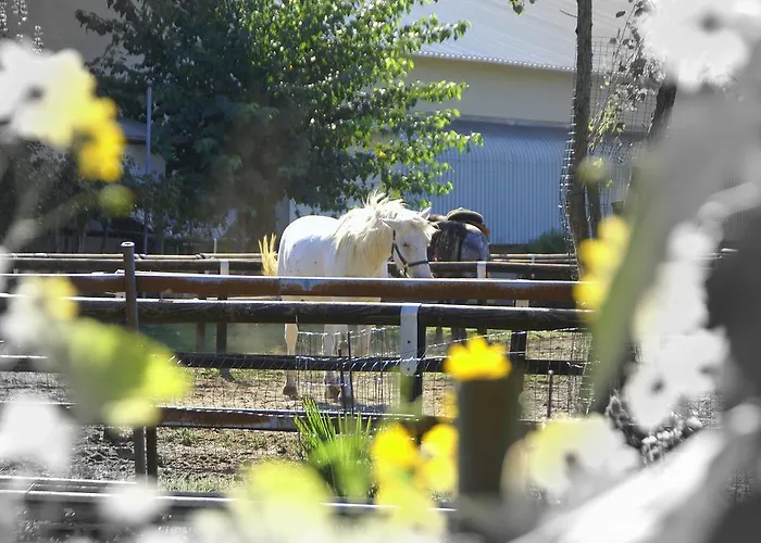 Zio Stefy تْشيتاديلاّ